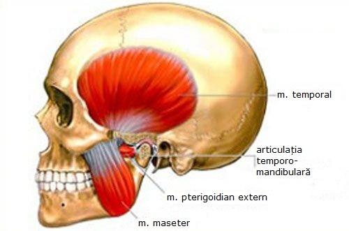 articulatie maxilar