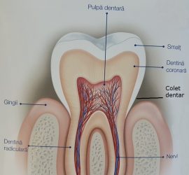 Diagramă detaliată a structurii interne a unui dinte, incluzând pulpa dentară și nervii.